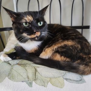 Meet your Posher, Taylor